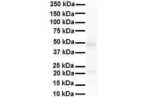 Western Blotting (WB) image for anti-Excision Repair Cross-Complementing Rodent Repair Deficiency, Complementation Group 8 (ERCC8) (N-Term) antibody (ABIN2779478)