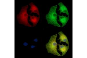 ABIN7097181 and ABIN7101249 staining  cells by IF/ICC. (LRGUK 抗体)