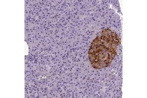 Immunohistochemical staining (Formalin-fixed paraffin-embedded sections) of human pancreas shows strong cytoplasmic positivity in islets of Langerhans. (Tetraspanin 7 抗体)