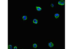 Immunofluorescence (IF) image for anti-Induced Myeloid Leukemia Cell Differentiation Protein Mcl-1 (MCL1) (AA 19-244) antibody (ABIN7156219)