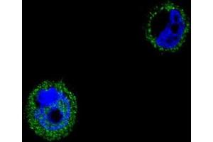 Confocal immunofluorescent analysis of VPS52 Antibody (C-term) with MCF-7 cell followed by Alexa Fluor® 488-conjugated goat anti-rabbit lgG (green).