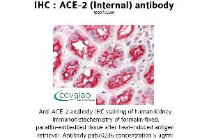 Image no. 1 for anti-Angiotensin I Converting Enzyme 2 (ACE2) (Internal Region) antibody (ABIN1731442) (ACE2 抗体  (Internal Region))