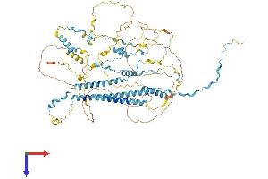 TPX2 Protein (AA 1-747) (His tag)