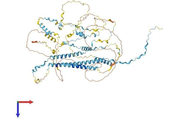 TPX2 Protein (AA 1-747) (His tag)