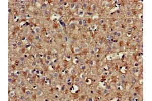 Immunohistochemistry of paraffin-embedded human brain tissue using ABIN7142041 at dilution of 1:100 (Phospholipase C beta 1 抗体  (AA 781-896))
