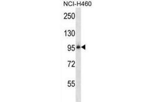 Western Blotting (WB) image for anti-Integrin beta 5 (ITGB5) antibody (ABIN2997664) (Integrin beta 5 抗体)
