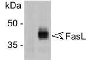 Western Blotting (WB) image for anti-Fas Ligand (TNF Superfamily, Member 6) (FASL) antibody (ABIN187289) (FASL 抗体)