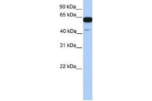 PWWP2A antibody used at 1 ug/ml to detect target protein. (PWWP2A 抗体  (C-Term))