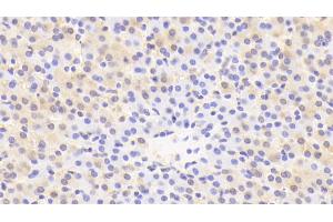 Immunohistochemistry (IHC) image for anti-Kininogen 1 (KNG1) (AA 390-644) antibody (ABIN7433357)