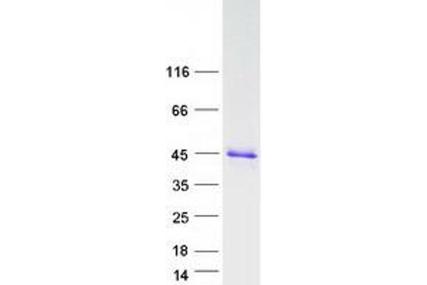 CHMP4A Protein (Myc-DYKDDDDK Tag)