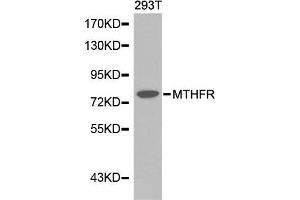 Western blot analysis of extracts of 293T cell line, using MTHFR antibody. (MTHFR 抗体  (AA 1-230))