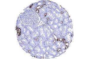 Kidney cortex A strong cytoplasmic Calbindin 1 immunostaining occurs in a fraction of distal tubuli of the kidney (CALB1 抗体  (AA 7-96))