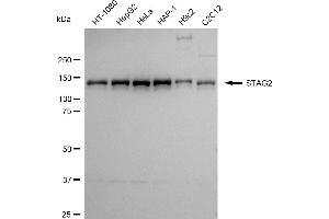 Western blotting analysis using STAG2 antibody (ABIN7800974).