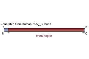 Image no. 3 for anti-Protein Kinase A, alpha (PRKACA) (AA 18-347) antibody (ABIN968293)