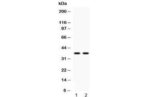 Western blot testing of human 1) HeLa and 2) A549 cell lysate with Annexin VIII antibody at 0. (Annexin VIII 抗体  (AA 20-61))