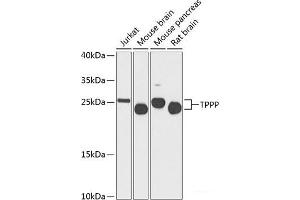 Western blot analysis of extracts of various cell lines using TPPP Polyclonal Antibody at dilution of 1:1000. (Tppp 抗体)