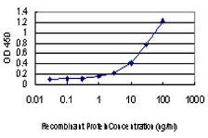 Detection limit for recombinant GST tagged COG6 is approximately 1ng/ml as a capture antibody. (COG6 抗体  (AA 558-657))
