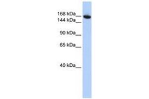 Image no. 1 for anti-WD Repeat Domain 66 (WDR66) (AA 180-229) antibody (ABIN6741166) (WDR66 抗体  (AA 180-229))