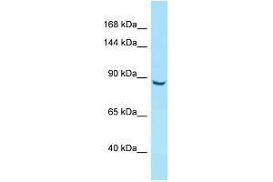 WB Suggested Anti-ITIH5 Antibody Titration: 1. (ITIH5 抗体  (N-Term))