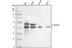 Western blot analysis of RUNX3 using anti-RUNX3 antibody (ABIN3043429). (RUNX3 抗体  (AA 128-270))