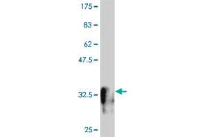 Western Blot detection against Immunogen (32. (MESP1 抗体  (AA 1-63))