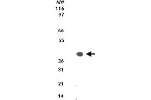Western blot analysis of 10 ug of total cell lysate from Jurkat cells with Dap3 polyclonal antibody  at 1 ug/mL . (DAP3 抗体  (AA 44-57))