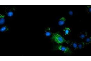 Anti-TCP11L2 mouse monoclonal antibody (ABIN2453720) immunofluorescent staining of COS7 cells transiently transfected by pCMV6-ENTRY TCP11L2 (RC207129). (TCP11L2 抗体)