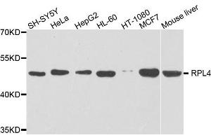 Western blot analysis of extracts of various cells, using RPL4 antibody. (RPL4 抗体)