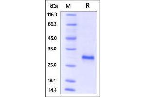 CD40 (CD40) (AA 24-193) (Active) protein (His tag)