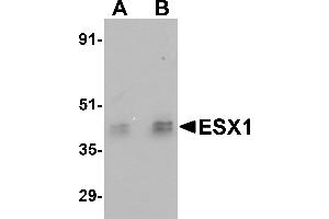 Western Blotting (WB) image for anti-ESX Homeobox 1 (ESX1) (Middle Region) antibody (ABIN1030926) (ESX Homeobox 1 抗体  (Middle Region))