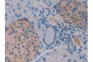 DAB staining on IHC-P; Samples: Mouse Pancreas Tissue (NAGA 抗体  (AA 218-415))