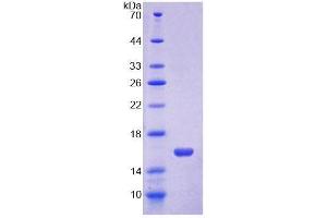 SDS-PAGE of Protein Standard from the Kit (Highly purified E.