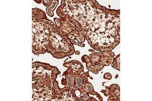 Immunohistochemical analysis of paraffin-embedded Human placenta tissue using A performed on the Leica® BOND RXm. (Annexin V 抗体  (N-Term))