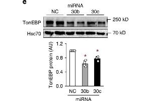 Western Blotting (WB) image for anti-Heat Shock 70kDa Protein 8 (HSPA8) antibody (ABIN6656068)