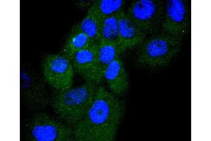 A431 cells were stained with Cyclin D3 (4A8) Monoclonal Antibody  at [1:200] incubated overnight at 4C, followed by secondary antibody incubation, DAPI staining of the nuclei and detection. (Cyclin D3 抗体)