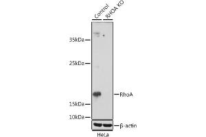 Western blot analysis of extracts from normal (control) and RhoA knockout (KO) HeLa cells, using RhoA antibody (ABIN7269865) at 1:1000 dilution. (RHOA 抗体  (AA 1-193))