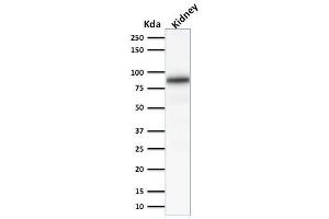 Western Blot Analysis of Human Kidney lysate using Calnexin Mouse Monoclonal Antibody (CANX/1541). (Calnexin 抗体  (N-Term))