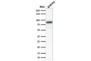 Western Blot Analysis of Human Kidney lysate using Calnexin Mouse Monoclonal Antibody (CANX/1541).