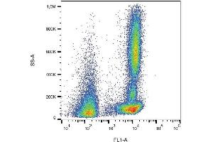 Surface staining of human peripheral blood cells with anti-CD46 (MEM-258) FITC. (CD46 抗体  (FITC))