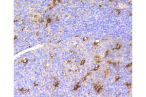 Immunohistochemistry of paraffin-embedded human tonsil using LYZ antibody (ABIN5997039) at dilution of 1/100 (40x lens). (LYZ 抗体)