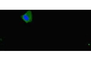Immunofluorescence (IF) image for anti-Solute Carrier Family 16, Member 10 (Aromatic Amino Acid Transporter) (SLC16A10) (AA 159-201) antibody (ABIN7160153)