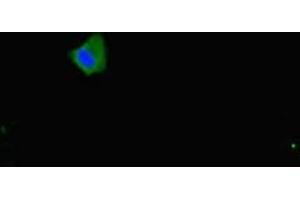 Immunofluorescent analysis of Hela cells using ABIN7160153 at dilution of 1:100 and Alexa Fluor 488-congugated AffiniPure Goat Anti-Rabbit IgG(H+L) (SLC16A1 抗体  (AA 159-201))