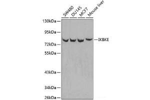 Western blot analysis of extracts of various cell lines using IKBKE Polyclonal Antibody. (IKKi/IKKe 抗体)