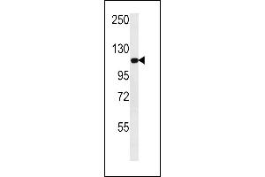 GPRC1C Antibody  (ABIN652205 and ABIN2840753) western blot analysis in NCI- cell line lysates (35 μg/lane). (Metabotropic Glutamate Receptor 3 抗体  (C-Term))