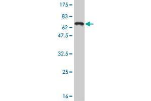 Western Blot detection against Immunogen (65. (TCF4 抗体  (AA 1-365))