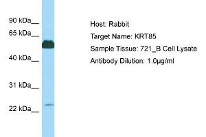 Host: Rabbit Target Name: KRT85 Sample Type: 721_B Whole Cell lysates Antibody Dilution: 1. (Keratin 85 抗体  (C-Term))