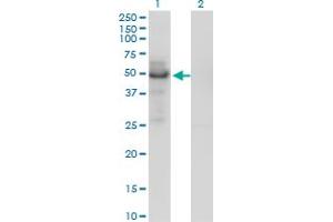 Western Blot analysis of PLTP expression in transfected 293T cell line by PLTP monoclonal antibody (M01), clone 2F3-G4.