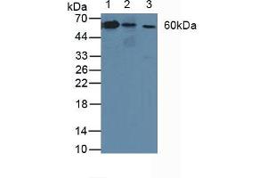 Figure. (ATP1B3 抗体  (AA 61-273))