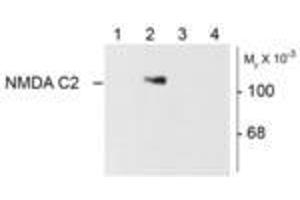 Image no. 1 for anti-Glutamate Receptor, Ionotropic, N-Methyl D-Aspartate 1 (GRIN1) (Variant C2) antibody (ABIN305688)