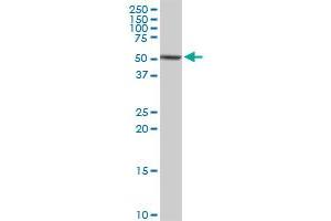 CAP1 MaxPab rabbit polyclonal antibody. (CAP1 抗体  (AA 1-475))